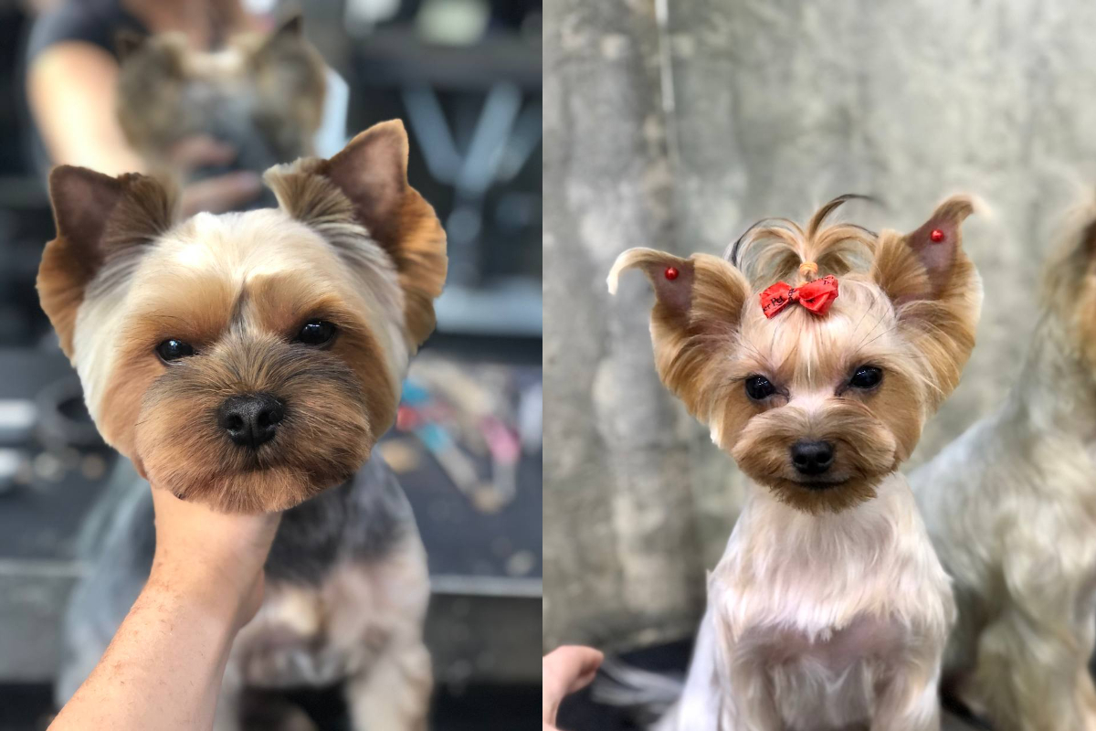 Стрижки йорков Barber Pet
