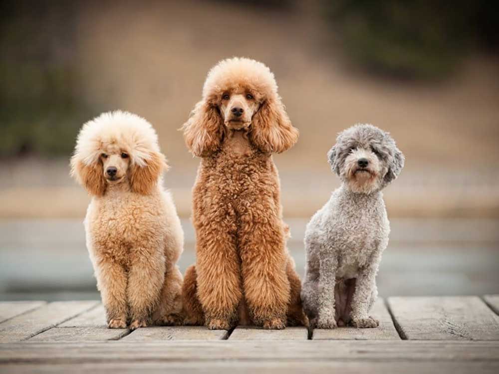 Уход за шерстью пуделя от BarberPet