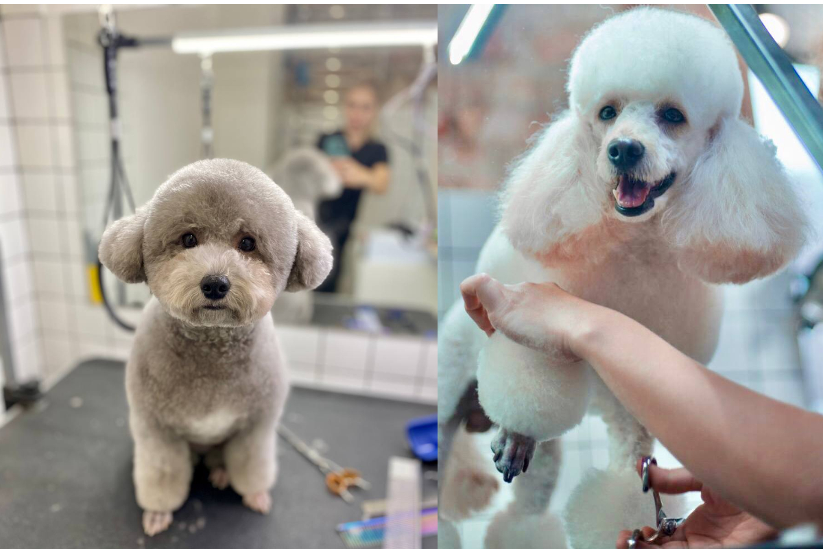 Стрижки пуделя Barber Pet