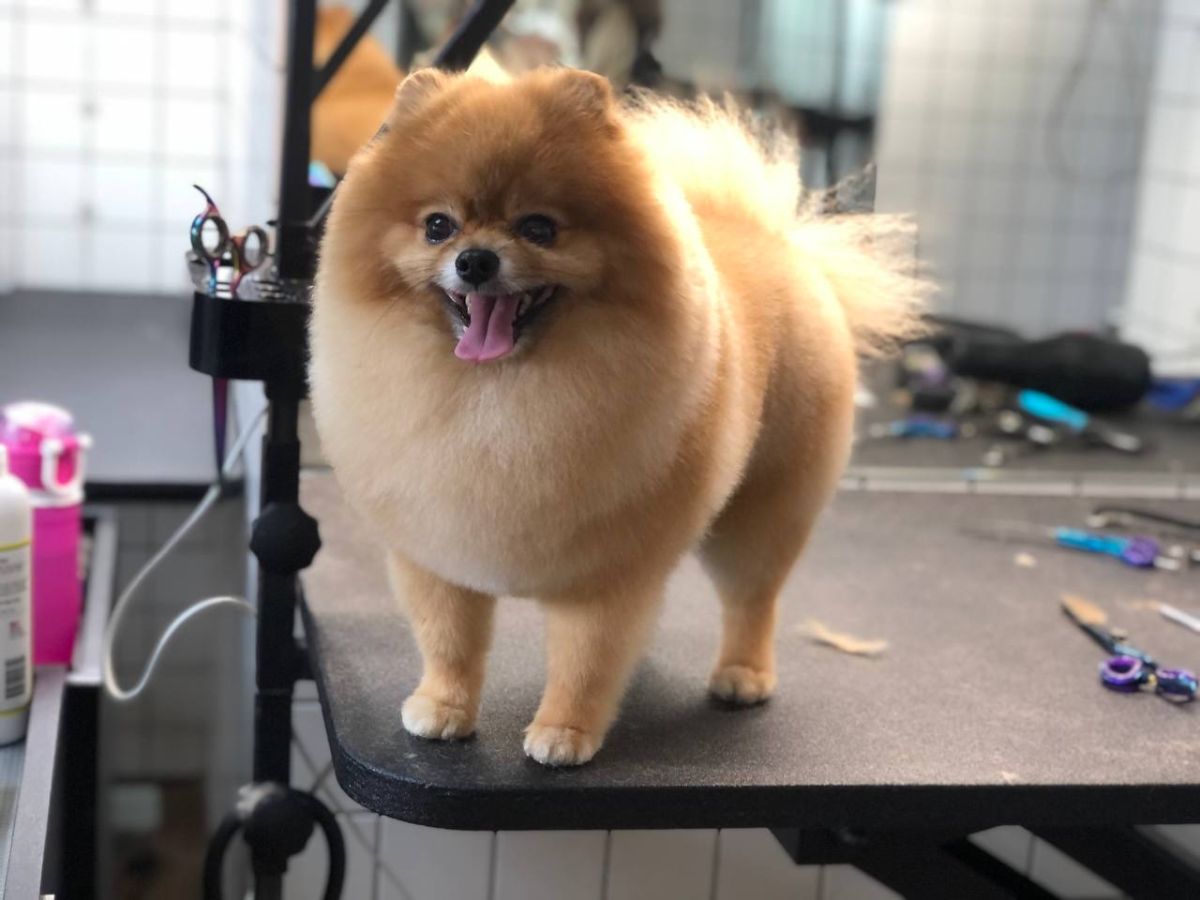 Стрижки шпицов Barber Pet