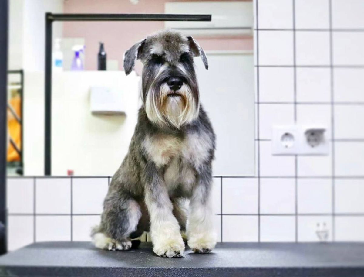 Стрижки цвергшнауцера Barber Pet