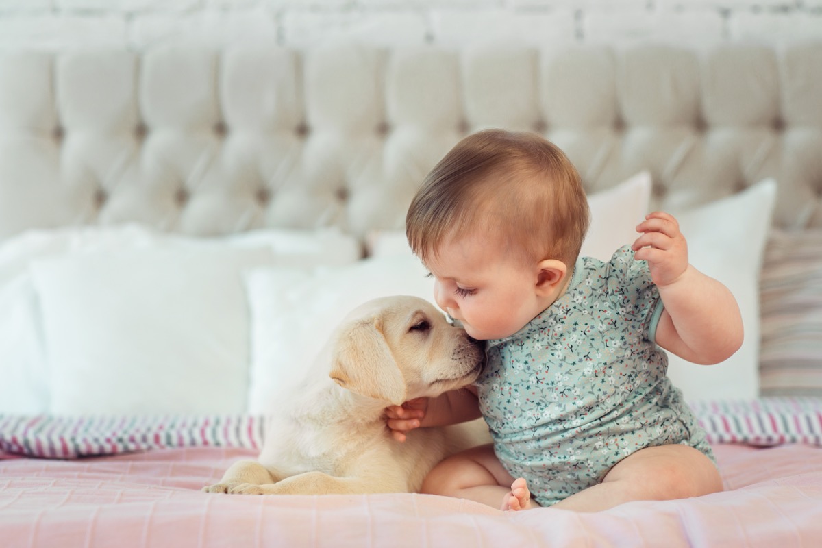 Собака успокаивает грудничка BarberPet