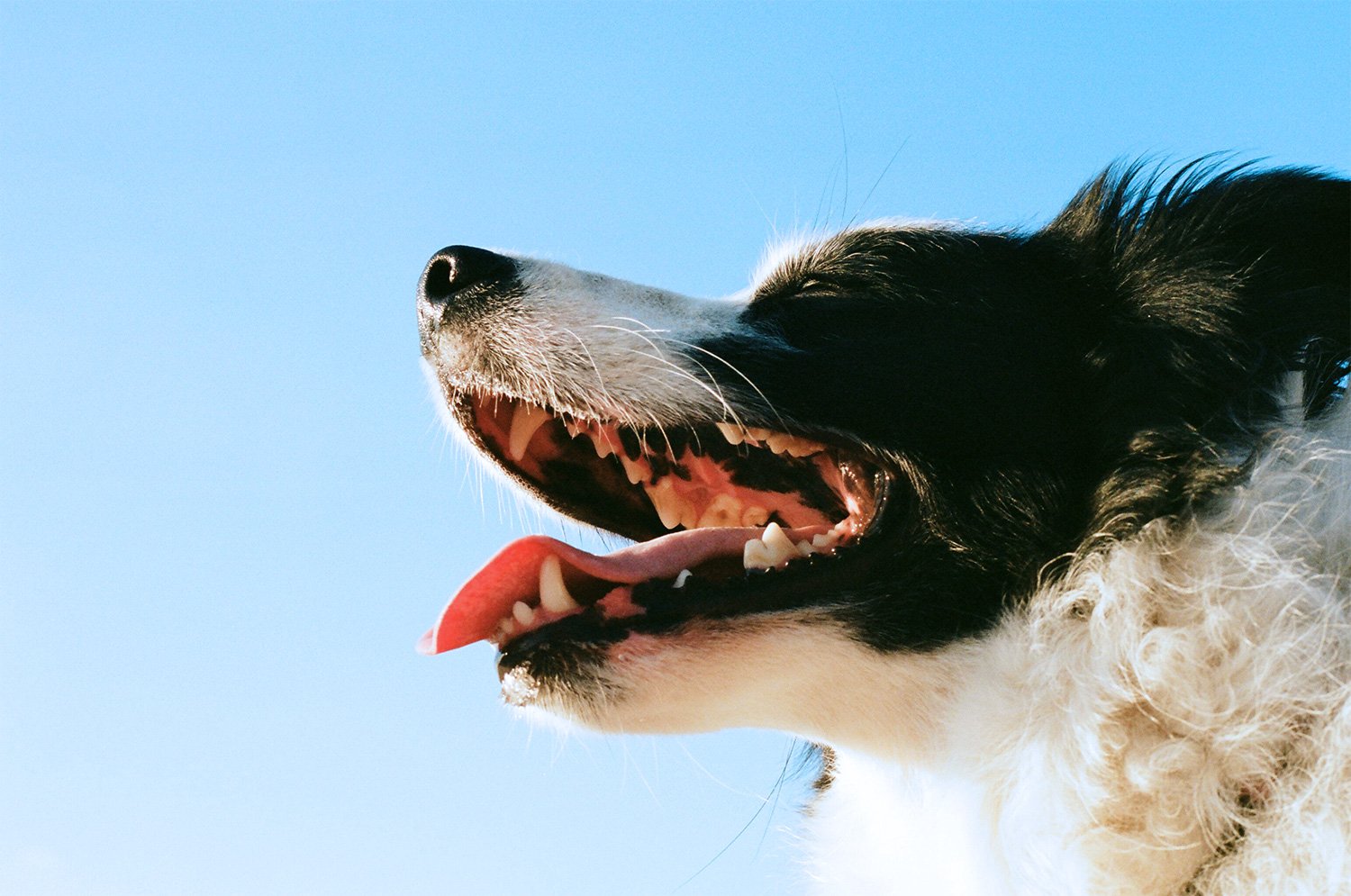 Неприятный запах изо рта у собаки BarberPet
